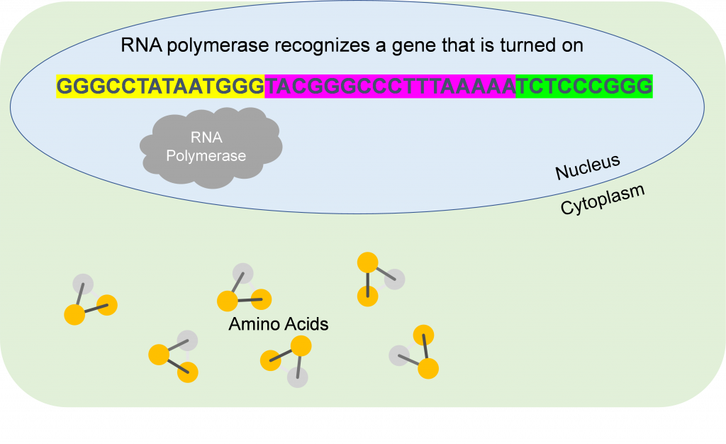 Amino acids are depicted outside a cell. Within the cell, A line of codons depicts a gene with RNA polymerase next to the front, promoter portion.