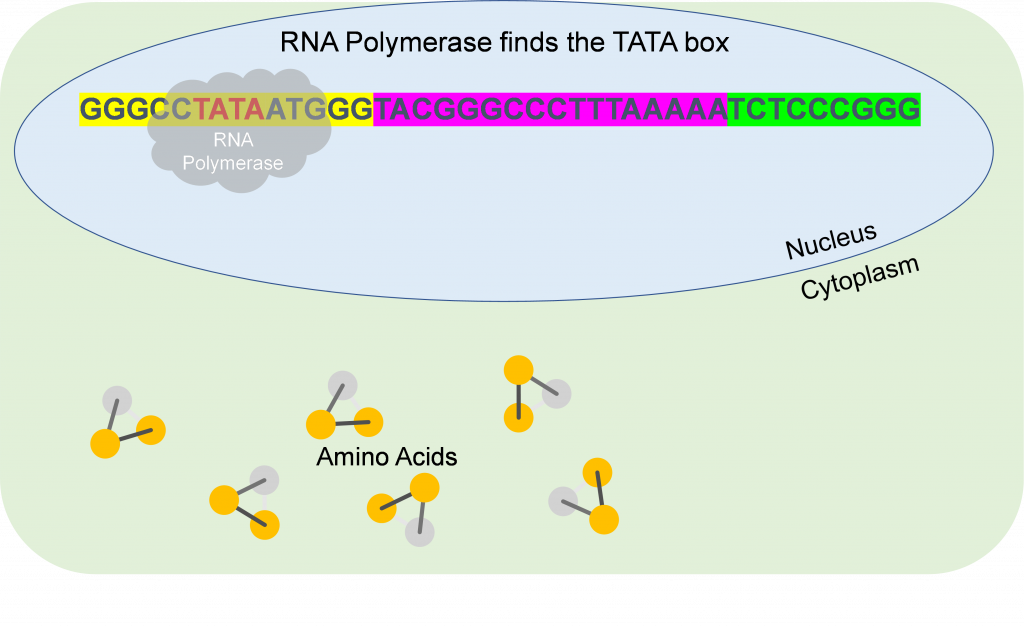 Una nube de ARN polimerasa solapa parte del promotor, sobre las letras T A T A.