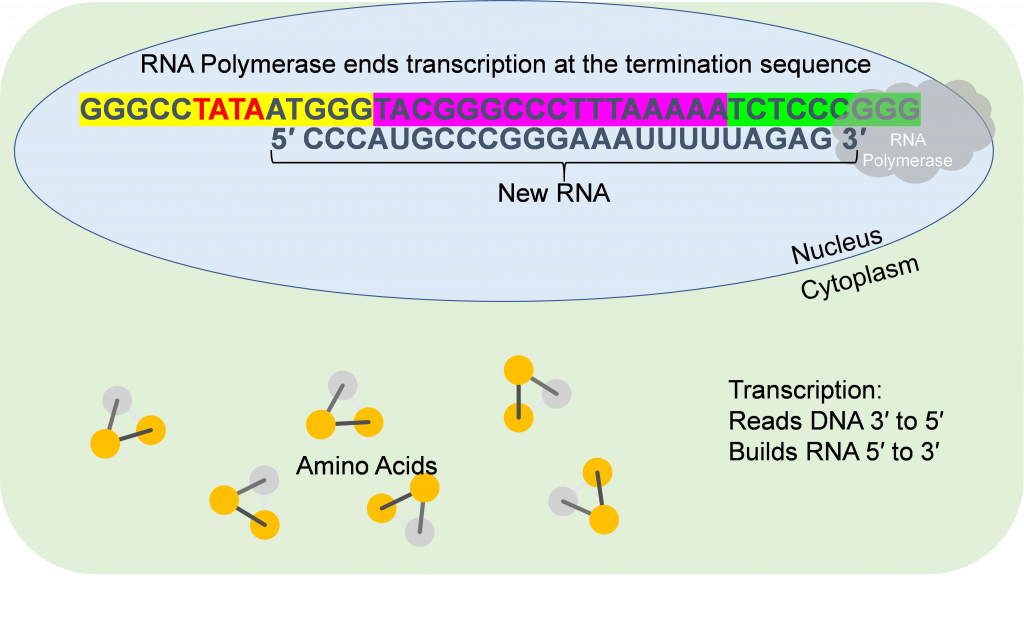 The RNA Polymerase have moved from T A T A to the end of the termination sequence, creating a new strand of RNA.
