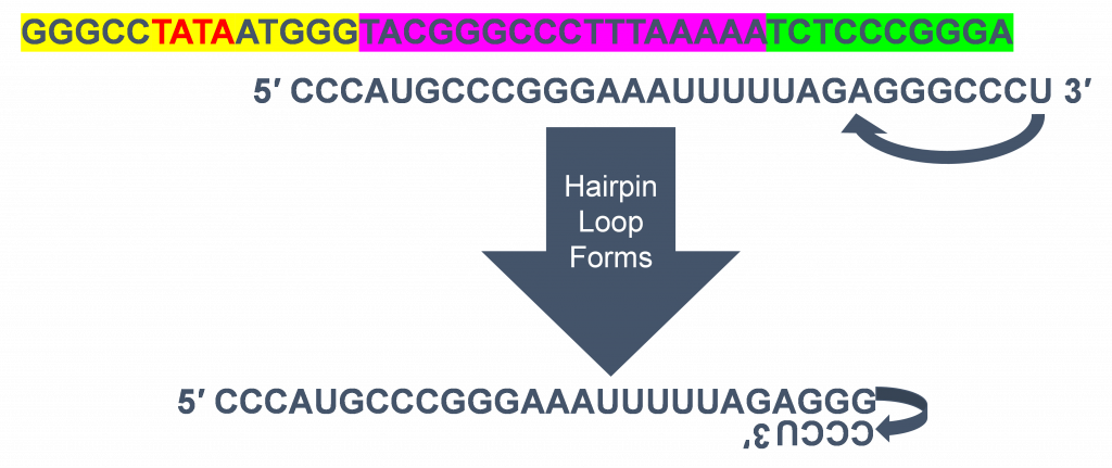 La secuencia de ARN termina en una lista de letras que son compatibles cuando se emparejan entre sí hacia atrás, por lo que estas letras pueden doblarse por la mitad, o “voltear”, para crear un bucle corto al final.