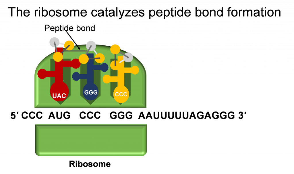 Después de que dos ARN T se hayan conectado al ARNm a través de un ribosoma, los aminoácidos unidos a ellos pueden conectarse y formar un enlace peptídico.