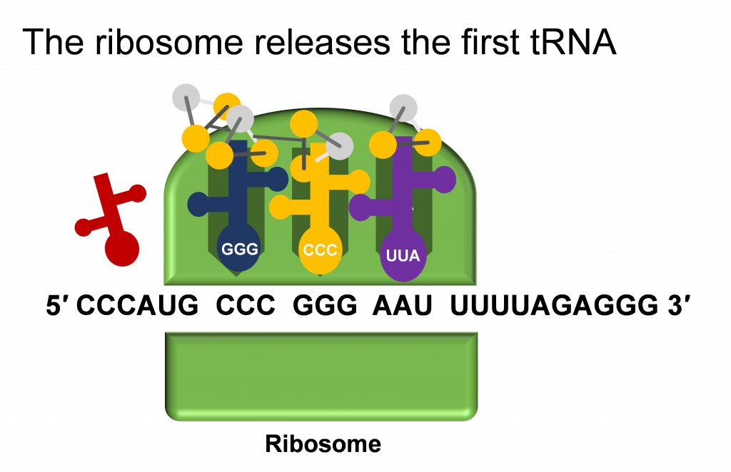 A medida que el ARNm se desplaza hacia adelante en la línea, se descarta el primer ARN T, ahora sin su aminoácido unido.