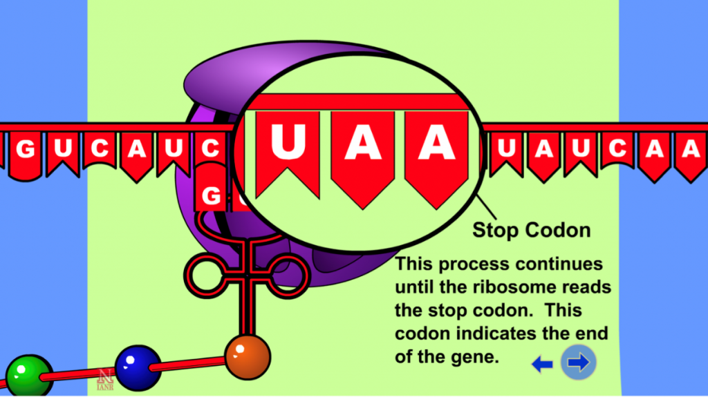 This process continues under the ribosome reads the stop codon. This codon indicates the end of the gene. Image of mRNA with UAA stop codon highlighted.