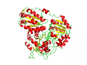 Estructura de la enzima ALS. Espesas espirales rojas y secciones verdes fibrosas están interconectadas en un revoltijo.