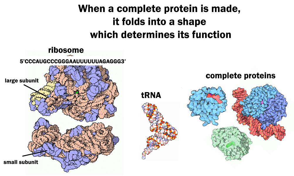 When a complete protein is made, it folds into a shape which determines its funciton. three complete proteins made of different shapes and with different functions are shown. One is a mostly oval shape, another is craggly, and the third had a round top with a squiggly line underneath.