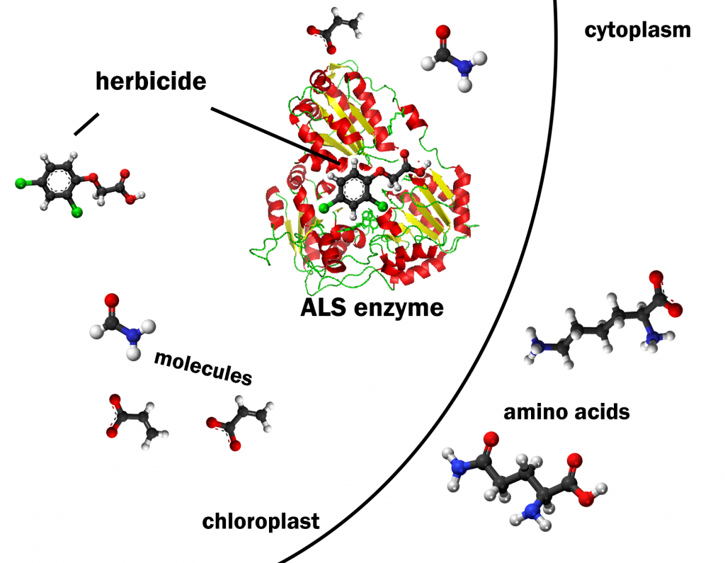 Dentro de un cloroplasto, un herbicida dentro de una enzima ALS, con moléculas fuera de ella. Los aminoácidos están presentes en el citoplasma, fuera del cloroplasto.