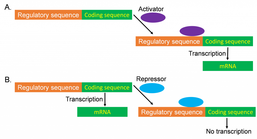 Transcriptional gene regulation.