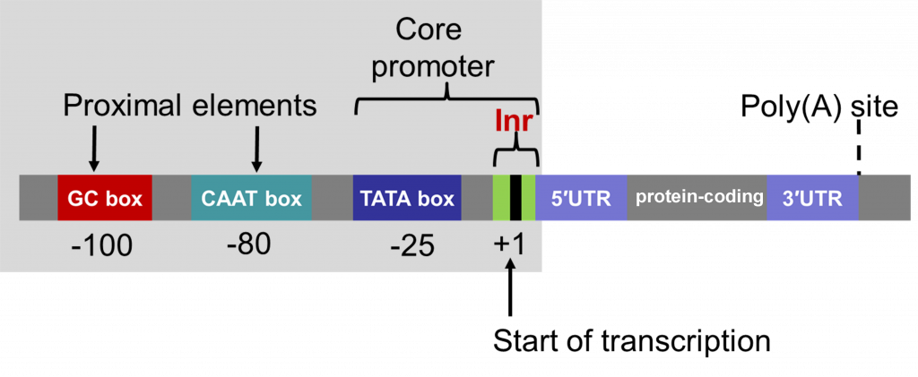 El promotor central es la caja T A T, con las cajas GC y C A A T etiquetadas como elementos proximales.