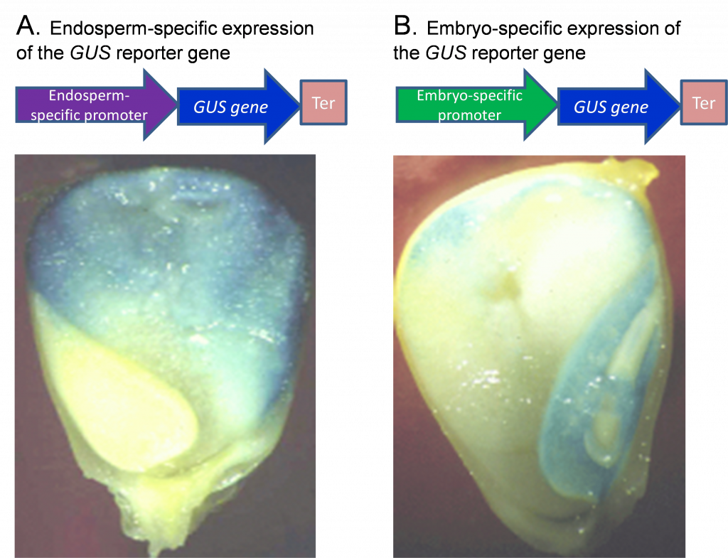 La imagen en A es muy azul, mientras que la imagen en B tiene mucha menos coloración azul después de que se restringe el gen reportado por GUS.