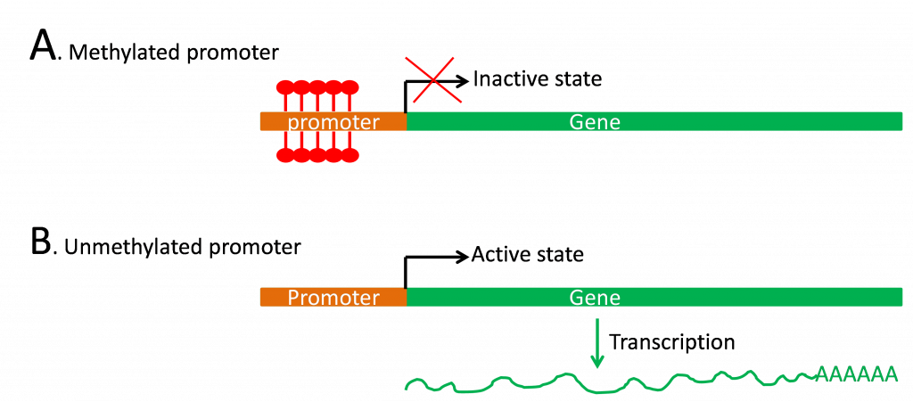 En A, un promotor metilado no hace nada. En B, un promotor no metilado inicia el proceso de transcripción.