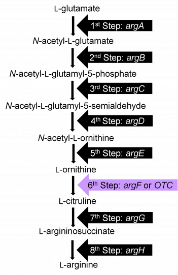 De L glutamato a L arginina. el 1er paso es arg A, seguido de arg B, arg C, y así sucesivamente. El 6to paso, arg F, está resaltado y también etiquetado como OTC.