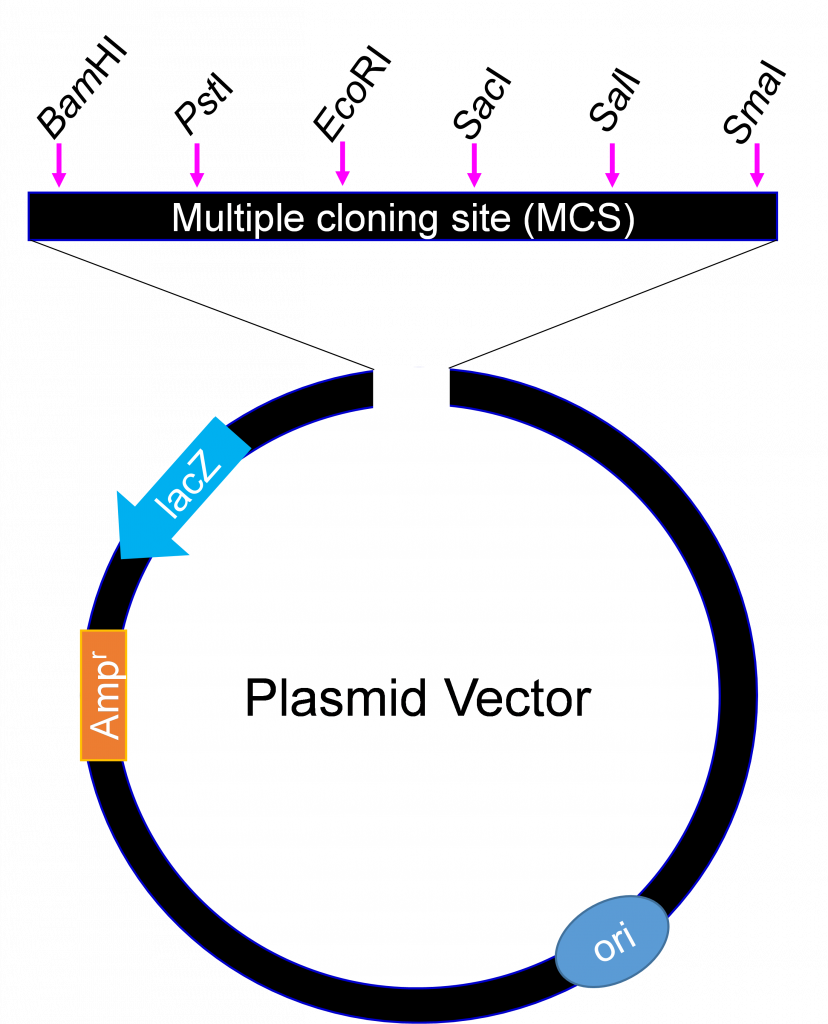 A circle (plasmid vector) with multiple cloning site (MCS) labeled at the top of the circle.
