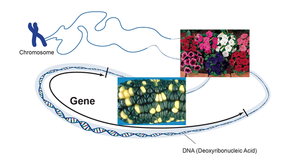 Una visión de un cromosoma y ADN haciendo planos coloridos y variaciones de cultivos.