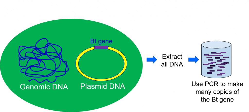 Un plásmido contiene el gen Bt. Al extraer el ADN y usar PCR, se pueden crear copias del gen.