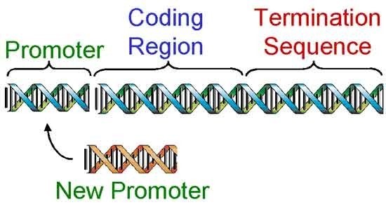DNA with labeled promoter, coding region, and termination sequence. Swapping out a promoter with a new one.