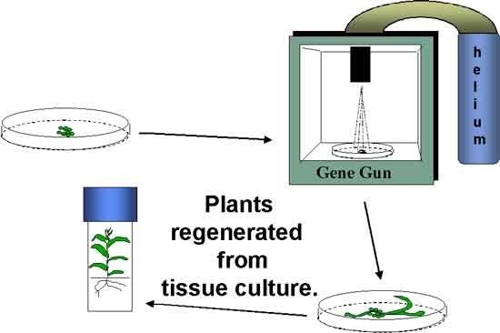 El helio se bombea a una pistola genética para tomar una muestra de células vegetales y regenerar la planta a partir de un cultivo.