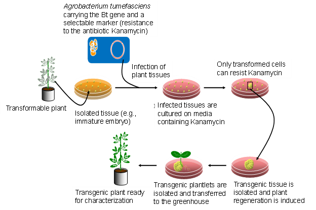 Labelled process of transferring genes into plant cells.
