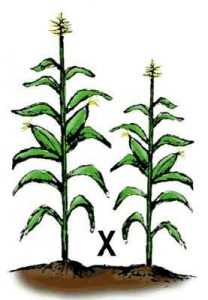 Cría de una planta de tipo nuevo con una rama más vieja, en este caso, una planta de maíz más alta y más corta.