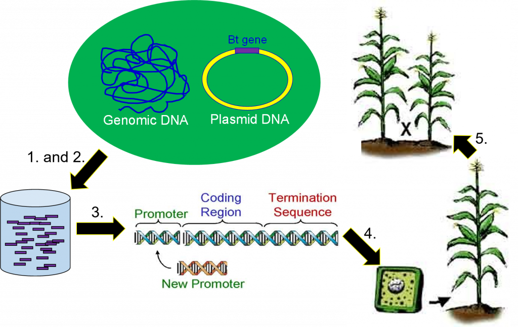 Usando PCR para extraer un gen del ADN y crear copias de ese gen, editar el gen intercambiando el promotor, usando ese nuevo gen para crear nuevas plantas, y criando la planta con otras cepas.