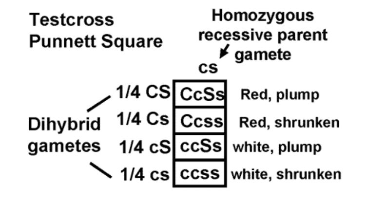 Dihybrid gametes paired with a homozygous recessive parent gamete create a mix of results.