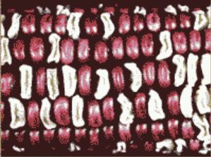 A corn sample has both, plump red, and shrunken white kernels.