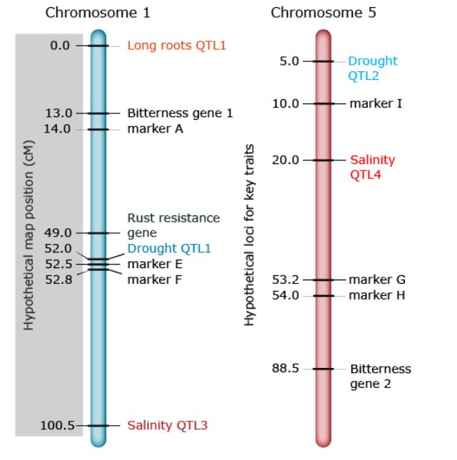 Looking from chromosome 1 to chromosome 5, we can hypothesize where linked markers (salinity, drought, or other gene markers) might fall along the gene's line.
