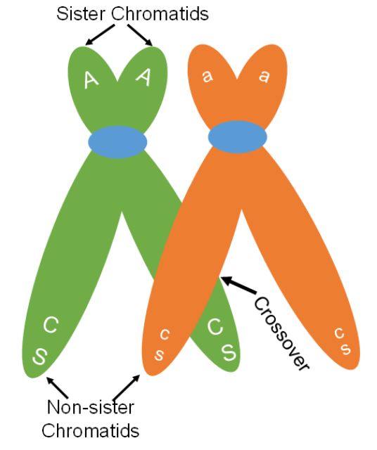 sister chromatids are on the same chromosome. Non-sister chromatids are on overlapping, but separate chromosomes.