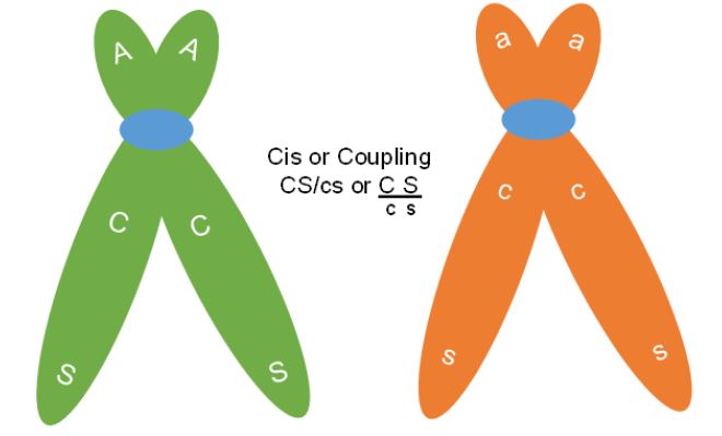 cis chromosomes have compatible, double capital or double lowercase chromatids.