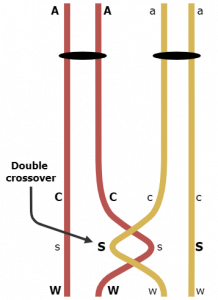 Two gametes along a chromosome crossover one another twice, forming a sort of U-turn in the middle of their line to exchange a single letter.