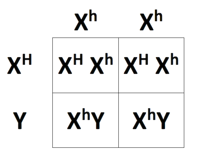 Cross between X^hX^h and X^HY