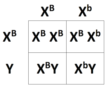 Cross between X^BX^b and X^BY