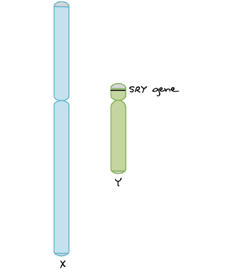 Diagram of the human X and Y chromosomes. The X is much larger than the Y. The X and Y have small regions of homology at both tips, which allow pairing of the chromosomes during meiosis. The SRY gene is found on the Y chromosome, near the tip, just below the region of homology with the X chromosome.