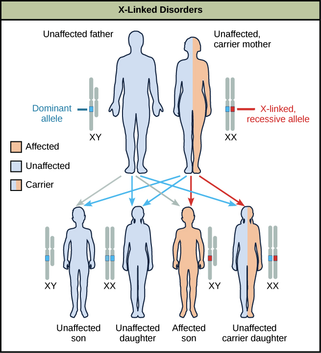 A diagram shows an unaffected father with a dominant allele and an unaffected carrier mother with an x-linked recessive allele. Four figures of offspring are shown representing the various resulting genetic combinations: unaffected son, unaffected daughter, affected son, and unaffected carrier daughter.
