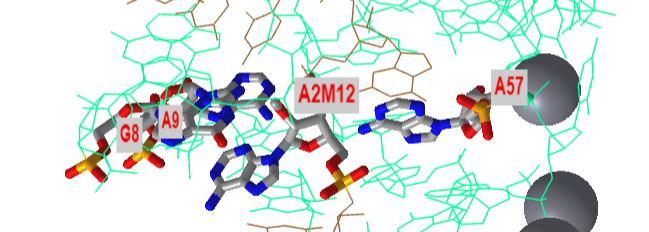 hairpin ribozyme in the catalytically-active conformation (1M5K)V2.png