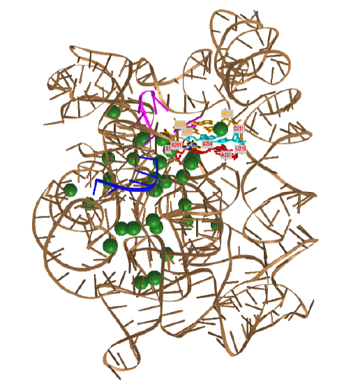 Holo L-16 ScaI Tetrahymena ribozyme (7EZ2).png
