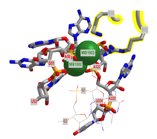 Bacterial RNase P holoenzyme in complex with tRNA (3q1r).png
