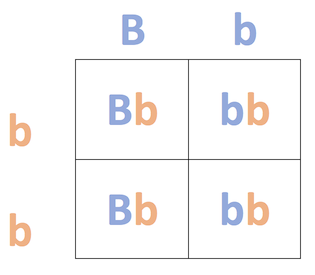 Cuadrado Punnett configurado mostrando una cruz Bb x bb.