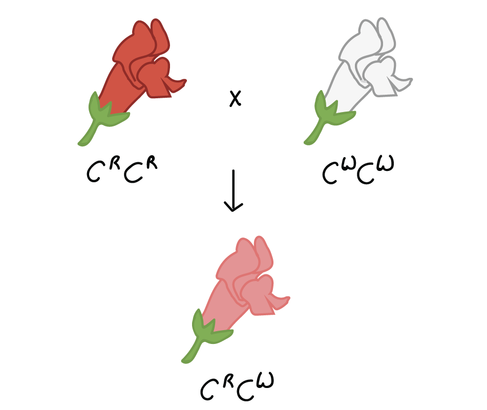Diagrama de un cruce entre plantas de boca de dragón $C^WC^W$ (blanco) y $C^RC^R$ (rojo). Las plantas F1 son rosadas y de genotipo $C^RC^W$.