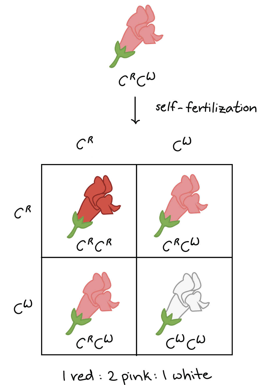 La autofertilización de plantas rosadas $C^RC^W$ produce crías rojas, rosadas y blancas en una proporción de 1:2:1.