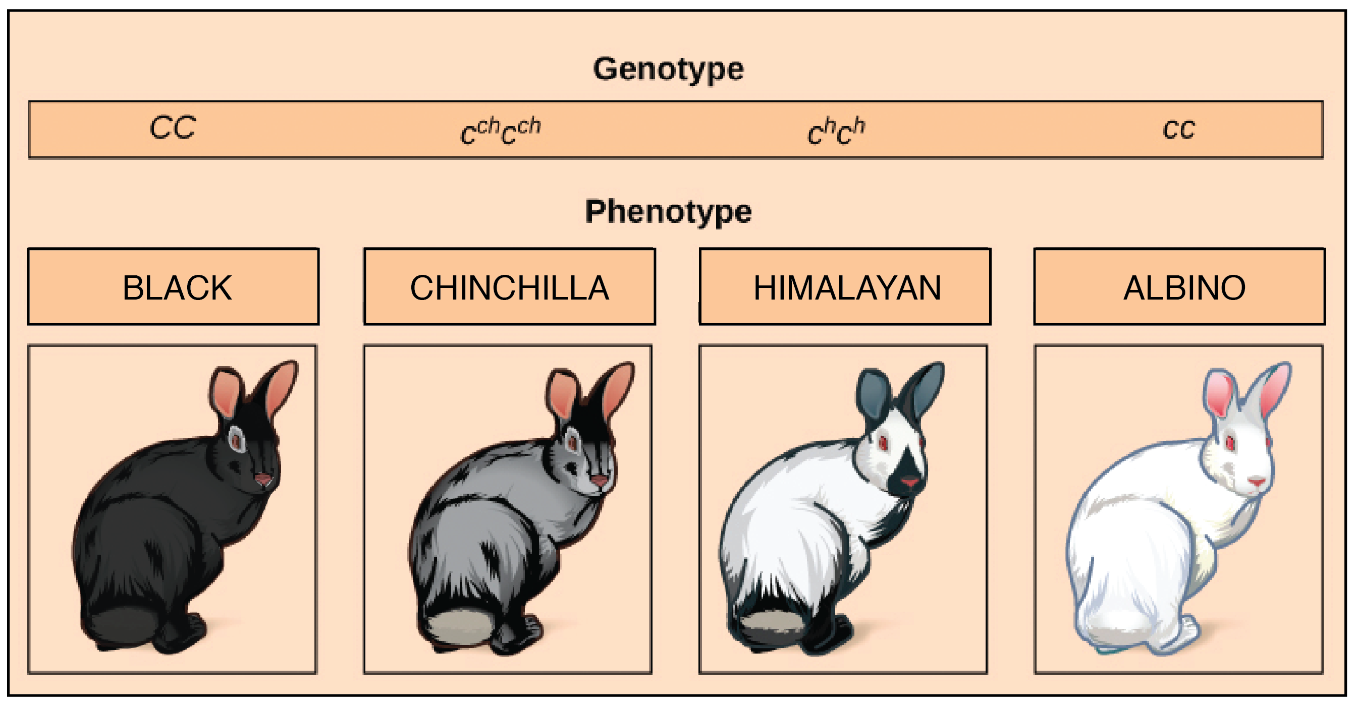 Allelic series of the color gene C in rabbits.* A $CC$ rabbit has black fur.* A $c^{ch}$$c^{ch}$ rabbit has chinchilla coloration (grayish fur).* A $c^hc^h$ rabbit has Himalayan (color-point) patterning, with a white body and dark extremities.* A $cc$ rabbit is albino, with a pure white coat.