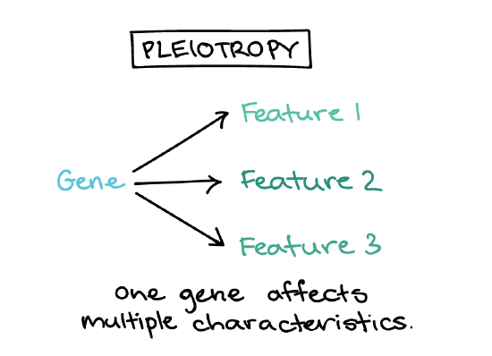 Simple schematic illustrating pleiotropy. In pleiotropy, one gene affects multiple features (feature 1, feature 2, feature 3). Caption: One gene affects multiple characteristics.