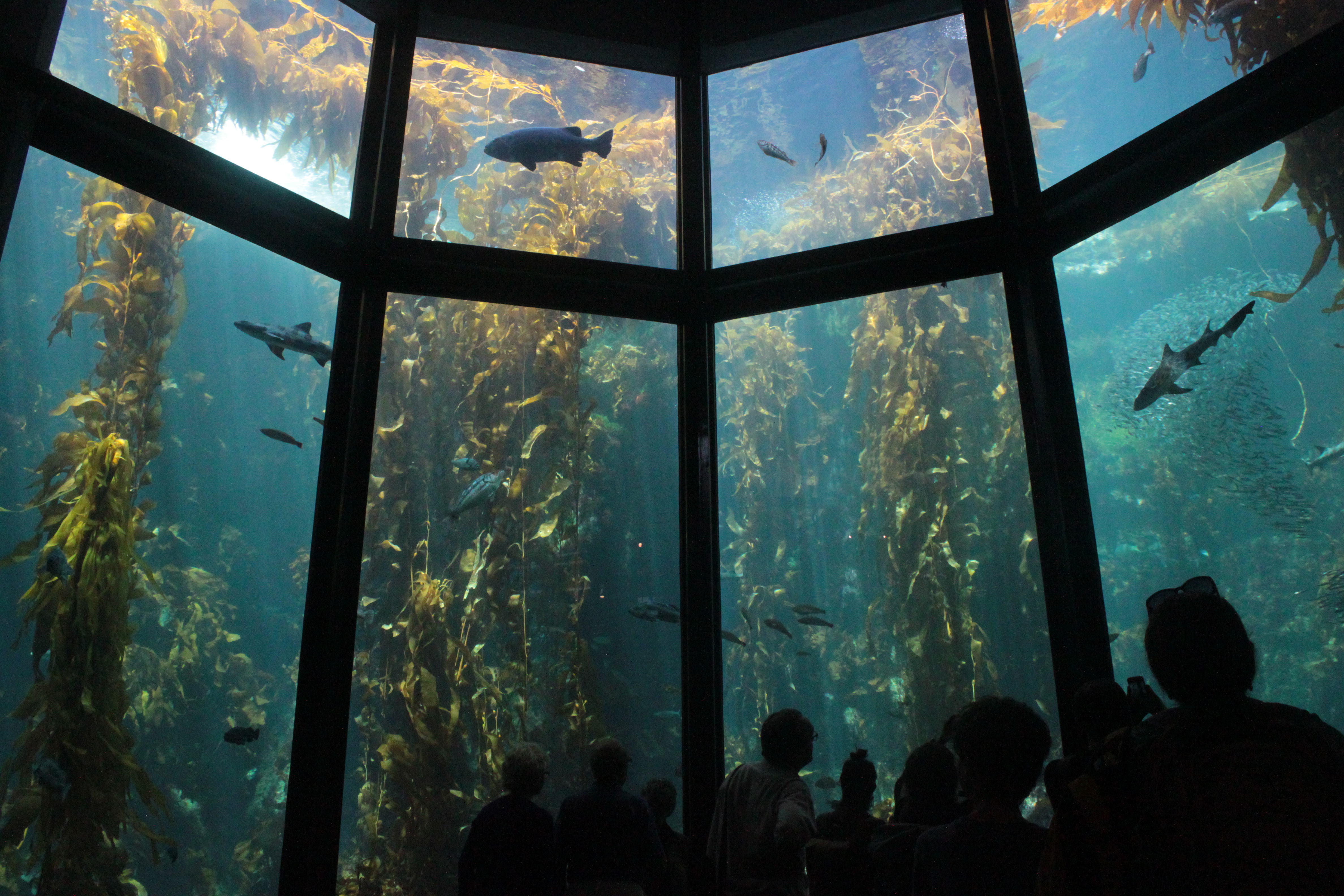 Kelp Forest exhibit full main viewing window at Monterey Bay Aquarium