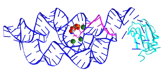 GlmS Ribozyme - glucosamine 6 phosphate complex (2NZ4).png