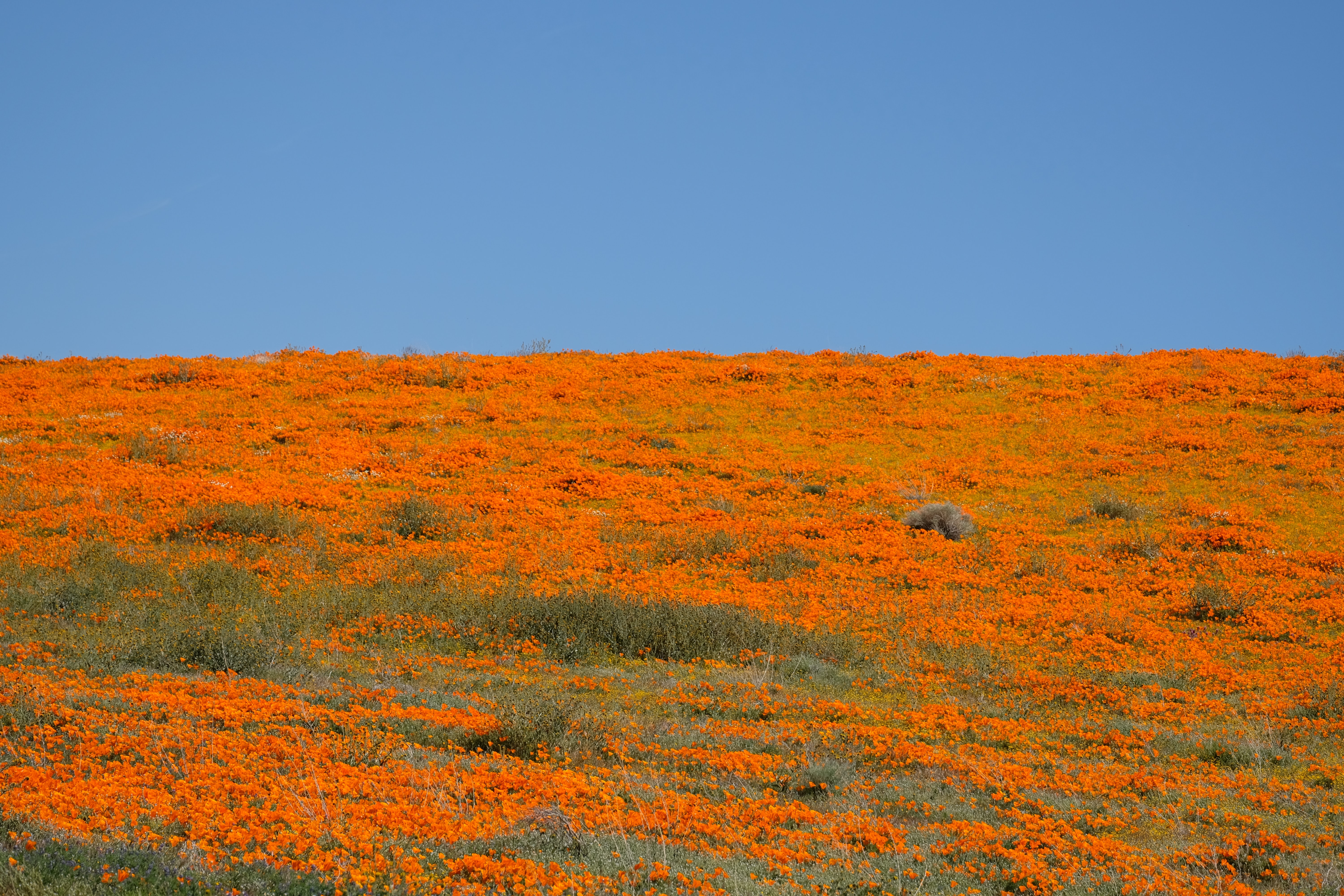 Field of California poppies.