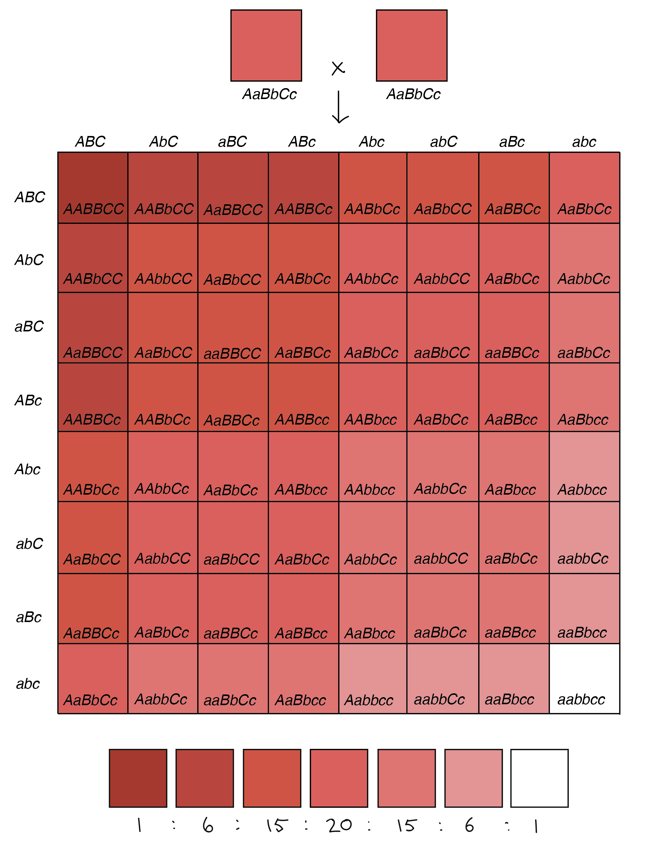 64-square Punnett square illustrating the phenotypes of the offspring of an _AaBbCc_ x _AaBbCc_ cross (in which each uppercase allele contributes one unit of pigment, while each lowercase allele contributes zero units of pigment). Of the 64 squares in the chart: 1 square produces a very very dark red phenotype (six units of pigment). 6 squares produce a very dark red phenotype (five units of pigment). 15 squares produce a dark red phenotype (four units of pigment). 20 squares produce a red phenotype (three units of pigment). 15 squares produce a light red phenotype (two units of pigment). 6 squares produce a very light red phenotype (one unit of pigment). 1 square produces a white phenotype (no units of pigment).