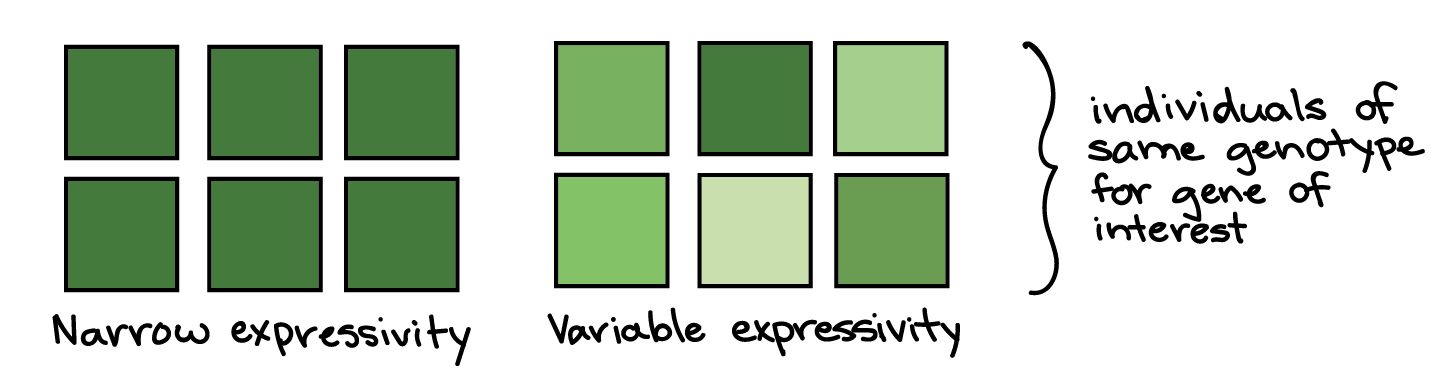 Narrow expressivity: all six squares are dark green. Variable expressivity: the six squares are various shades of green. The squares in each example are intended to represent individuals of the same genotype for the gene of interest.