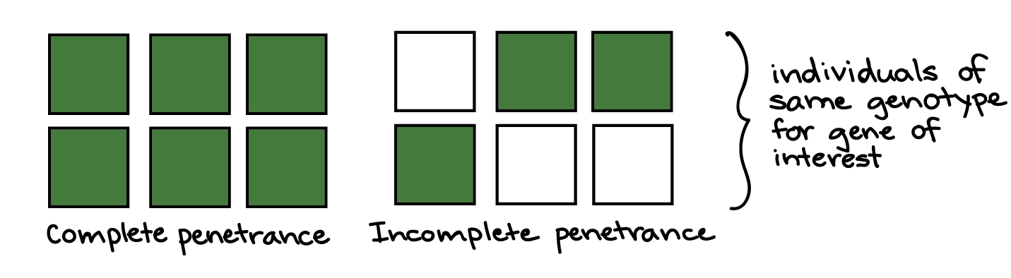 Complete penetrance: all six squares are dark green. Incomplete penetrance: three of the squares are dark green, and three of the squares are white. The squares in each example are intended to represent individuals of the same genotype for the gene of interest.