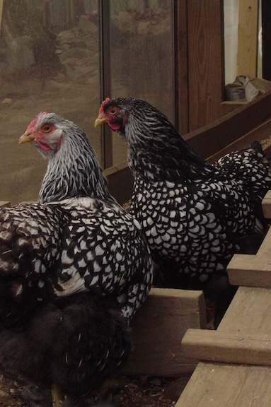 Erminette (black and white) chicken resulting from codominance.
