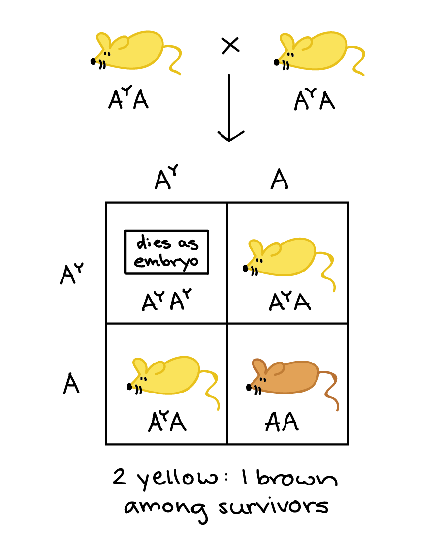 Two yellow mice ($A^YA$ genotype) are crossed to one another. The Punnett square for the cross is:||$A^Y$|$A$-|-|-|-$A^Y$||$A^Y$$A^Y$ (dies as embryo)|$A^Y$$A$ (yellow)$A$||$A^Y$$A$ (yellow)|$A$$A$ (agouti/brown) There is a phenotypic ratio of 2:1 yellow:brown among the mice that survive to birth.