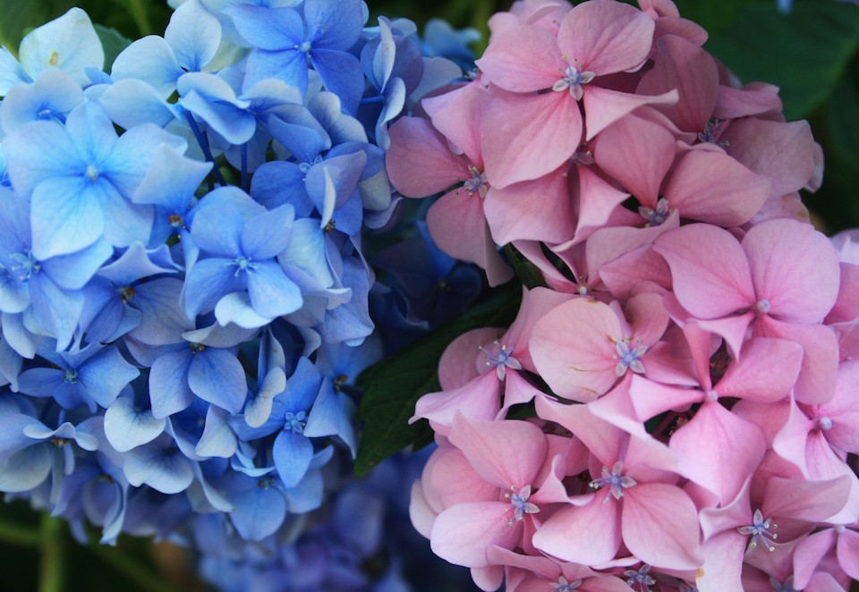 Flores de hortensia azul y rosa